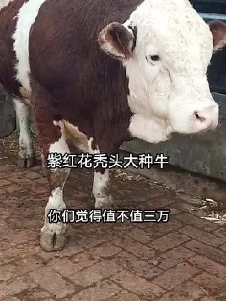 我来教教大家“牛牛如何开挂”其实确实有挂 