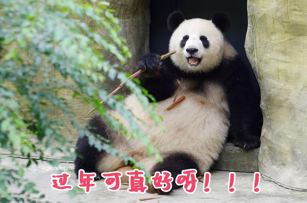 我来教教大家“熊猫麻将到底可不可以开挂”(真的有挂)
