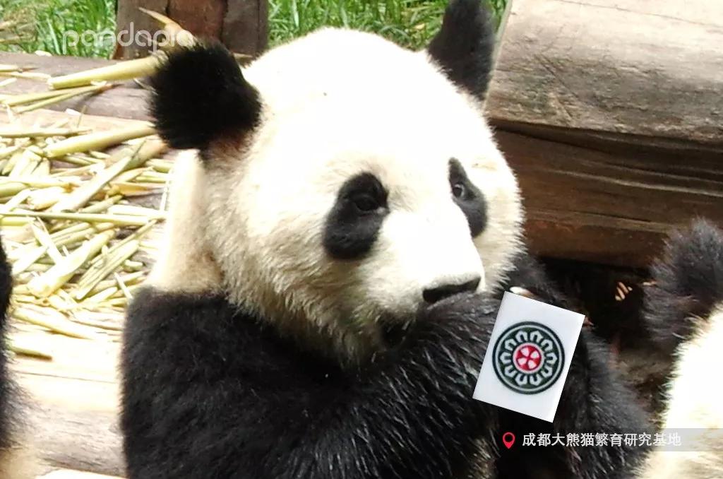 我来教教大家“熊猫麻将到底可不可以开挂”(真的有挂)