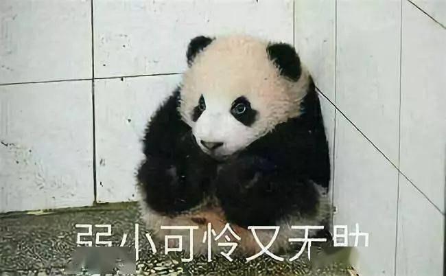 玩家实测“熊猫互娱确实是有挂”装挂攻略教程