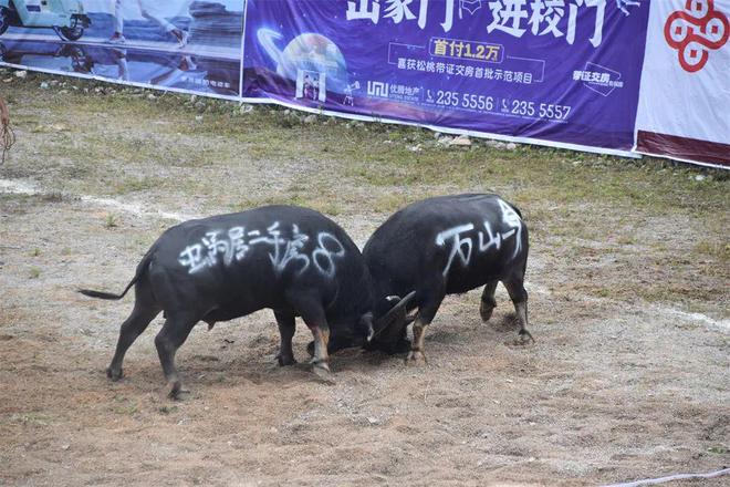 3分钟教你科普“玩斗牛可以用什么设备—详细解说+新浪科技