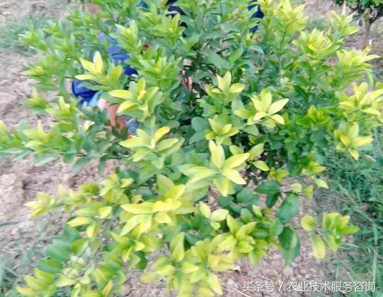 火爆全网!打金花拿大牌三招口诀讲解_《爱问知识人 使用说明》